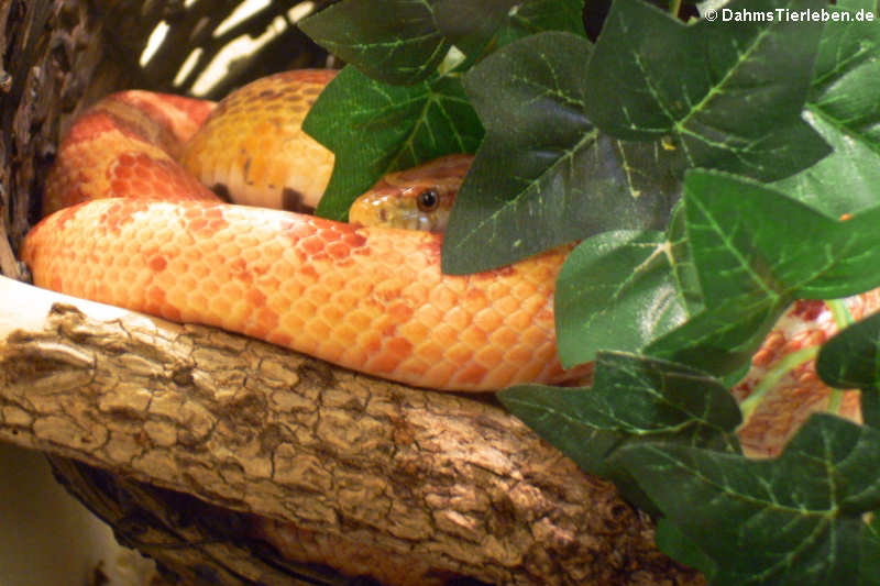 Kornnatter (Pantherophis guttatus)