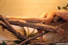 Pazifische Gophernatter (Pituophis catenifer catenifer) im Reptilienzoo Königswinter