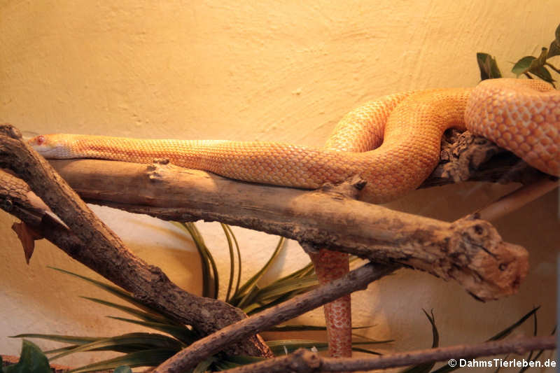 Pazifische Gophernatter (Pituophis catenifer catenifer)