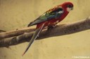Platycercus eximius