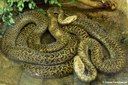 Python bivittatus (Granit)