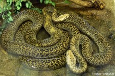 Dunkler Tigerython (Python bivittatus bivittatus) im Reptilienzoo Königswinter