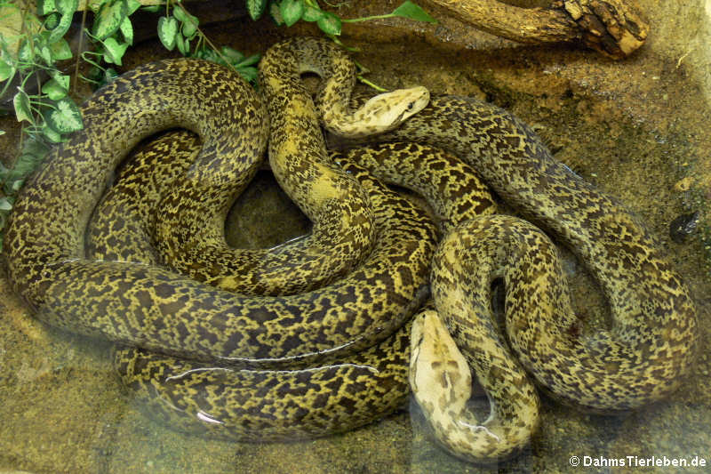 Python bivittatus (Granit)