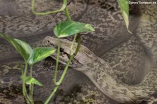 Dunkler Tigerython (Python bivittatus bivittatus) im Reptilienzoo Königswinter