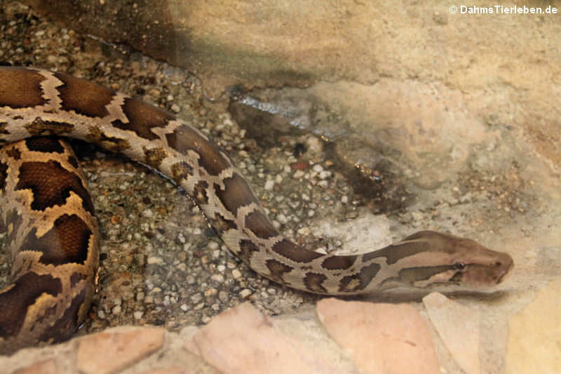 Heller Tigerpython (Python molurus)