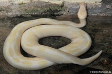 Albino-Königspython (Python regius) im Reptilienzoo Königswinter