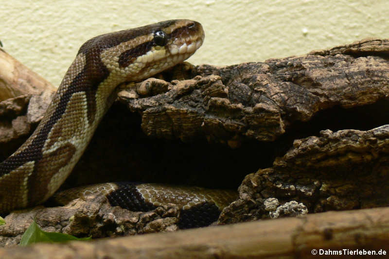 Königspython (Python regius)