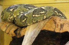 Madagaskar-Hundskopfboa (Sanzinia madagascariensis) im Reptilienzoo Königswinter