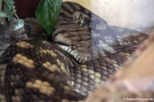 Amethystpython (Simalia amethistina) im Reptilienzoo Königswinter