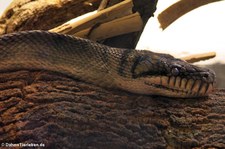 Amethystpython (Simalia amethistina) im Reptilienzoo Königswinter