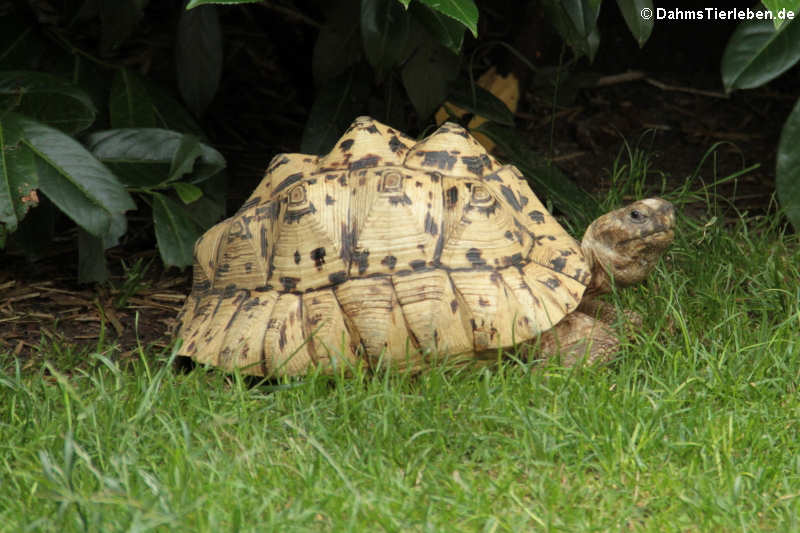 Afrikanische Pantherschildkröte (Stigmochelys pardalis)