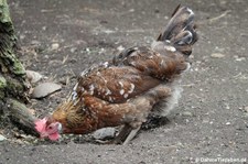 Altsteirer Huhn (Gallus gallus f. domesticus) im Hochwildpark Kommern