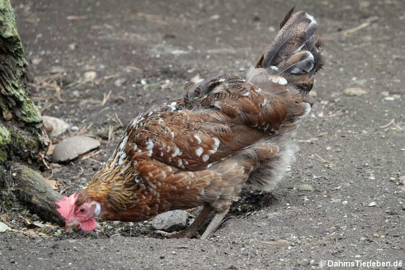 Altsteirer Huhn (Gallus gallus f. domesticus)