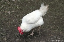 weißes Altsteirer Huhn im Hochwildpark Kommern