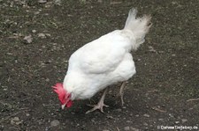 weißes Altsteirer Huhn (Gallus gallus f. domesticus) im Hochwildpark Kommern