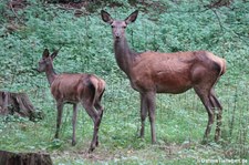 Mitteleuropäische Rothirsche (Cervus elaphus hippelaphus) im Hochwildpark Kommern