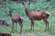 Mitteleuropäischer Rothirsche (Cervus elaphus hippelaphus) im Hochwildpark Rheinland in Kommern