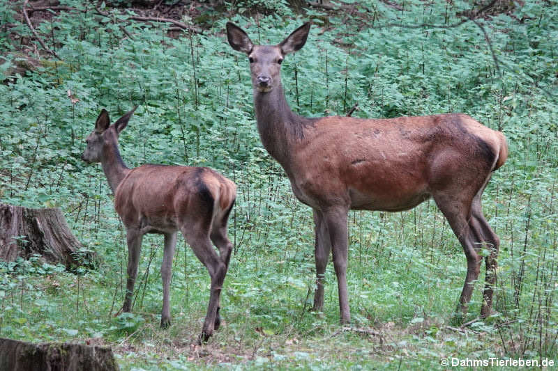 Mitteleuropäische Rothirsche (Cervus elaphus hippelaphus)