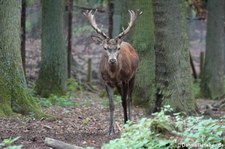 Mitteleuropäischer Rothirsch (Cervus elaphus hippelaphus) im Hochwildpark Rheinland in Kommern
