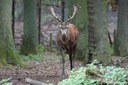 Cervus elaphus hippelaphus
