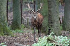 Europäischer Rothirsch (Cervus elaphus hippelaphus) im Hochwildpark Kommern