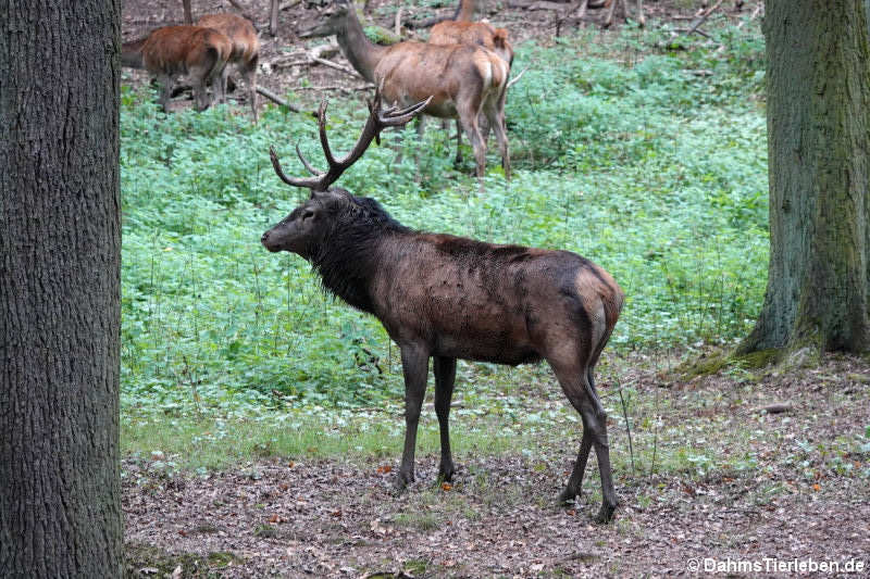 Mitteleuropäischer Rothirsch (Cervus elaphus hippelaphus)