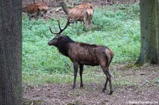Mitteleuropäischer Rothirsch (Cervus elaphus hippelaphus) im Hochwildpark Rheinland in Kommern