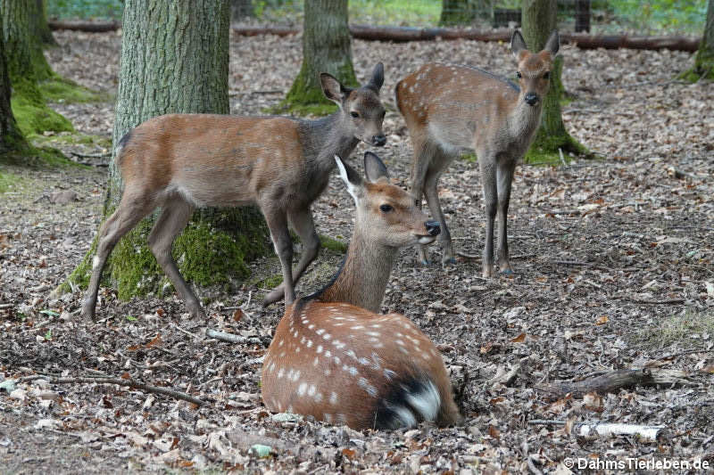 Sikahirsche (Cervus nippon)