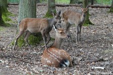 Sikahirsche (Cervus nippon) im Hochwildpark Kommern