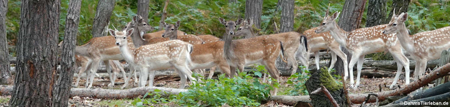 Europäisches Damwild (Dama dama)