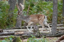 Europäischer Damhirsch (Dama dama) im Hochwildpark Rheinland in Kommern