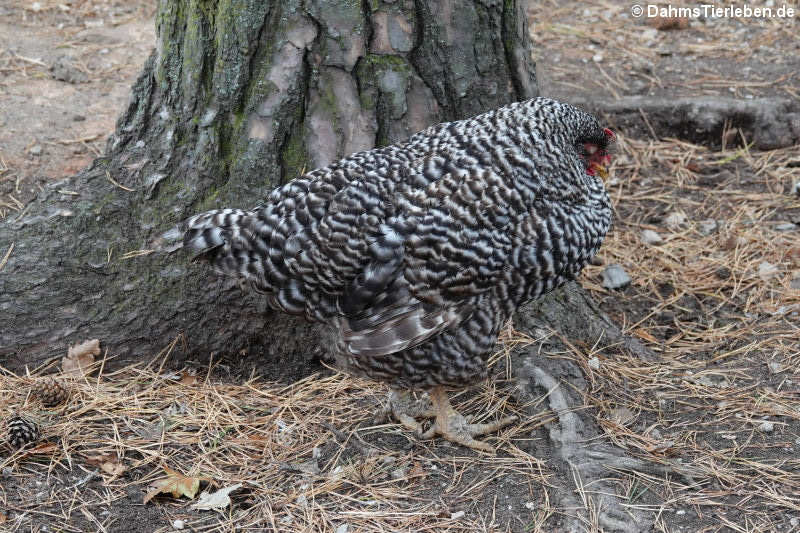 Deutscher Sperber (Gallus gallus f. domesticus)