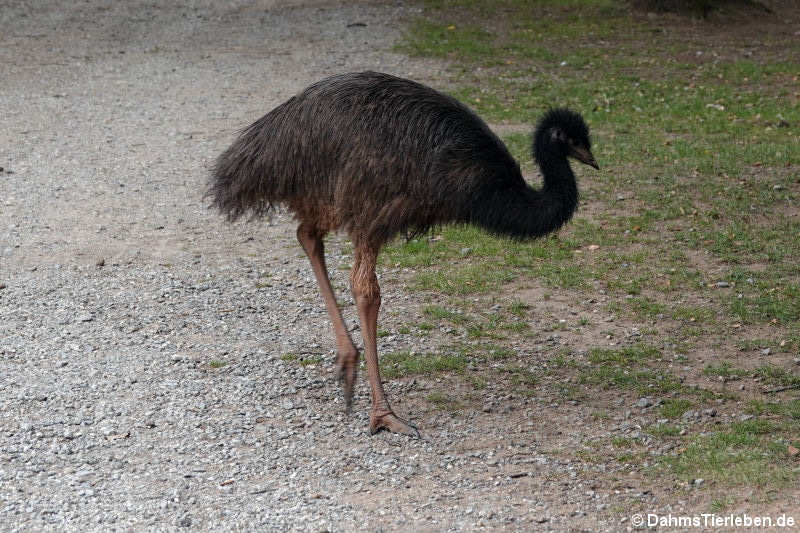 Emu (Dromaius novaehollandiae)