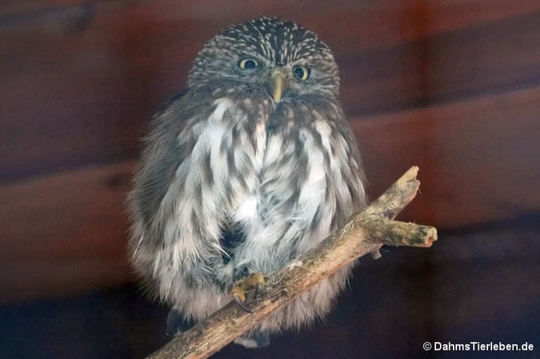 Glaucidium passerinum