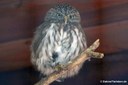 Glaucidium passerinum