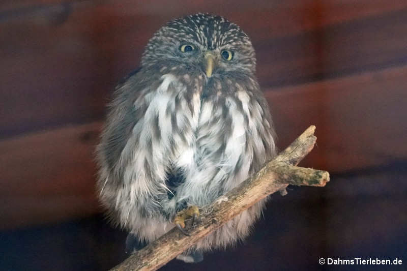 Glaucidium passerinum