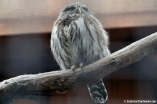 Sperlingskauz (Glaucidium passerinum) im Hochwildpark Kommern