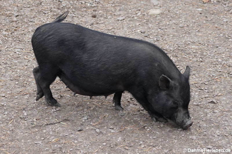 Göttinger Minischwein (Sus scrofa f. domestica)