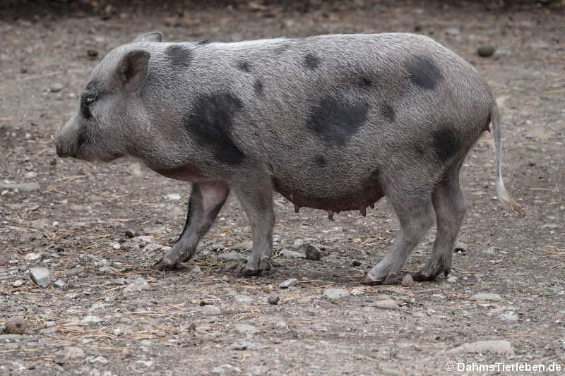 Göttinger Minischwein (Sus scrofa f. domestica)