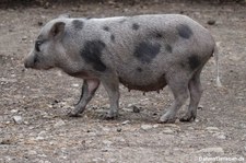 Göttinger Minischwein im Hochwildpark Kommern