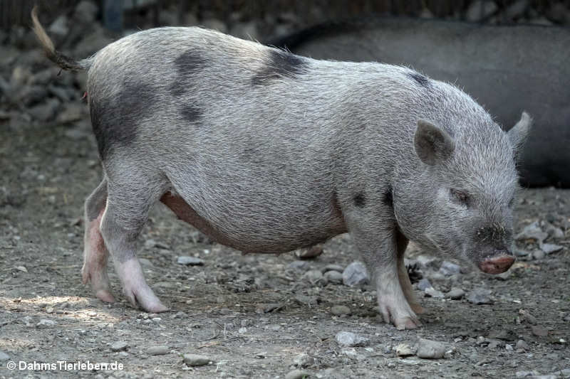 Göttinger Minischwein