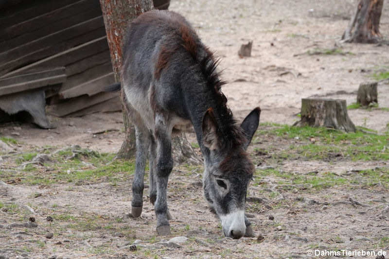 Hausesel (Equus africanus f. asinus)