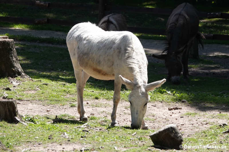 Hausesel (Equus africanus f. asinus)