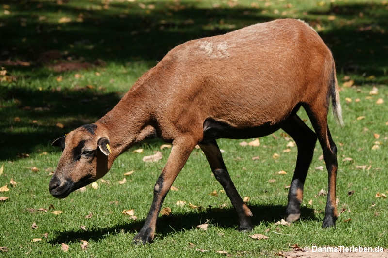 Kamerunschaf Kamerunschaf-4