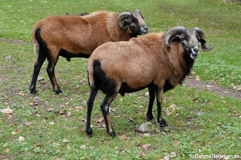 Kamerunschafe (Ovis ammon f. aries)