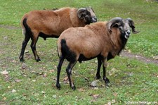 Kamerunschafe im Hochwildpark Kommern