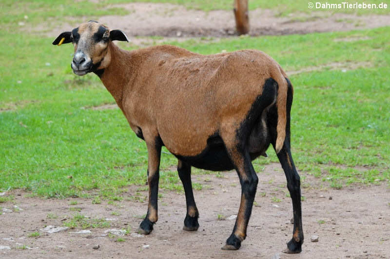 Kamerunschaf (Ovis ammon f. aries)