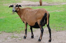 Kamerunschaf im Hochwildpark Kommern