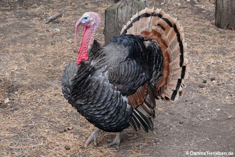 Bronzepute (Meleagris gallopavo f. domestica)