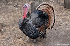 Bronzepute (Meleagris gallopavo f. domestica) im Hochwildpark Kommern